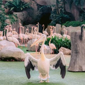 Bird Paradise - Singapore Insiders 2025 - Mandai
