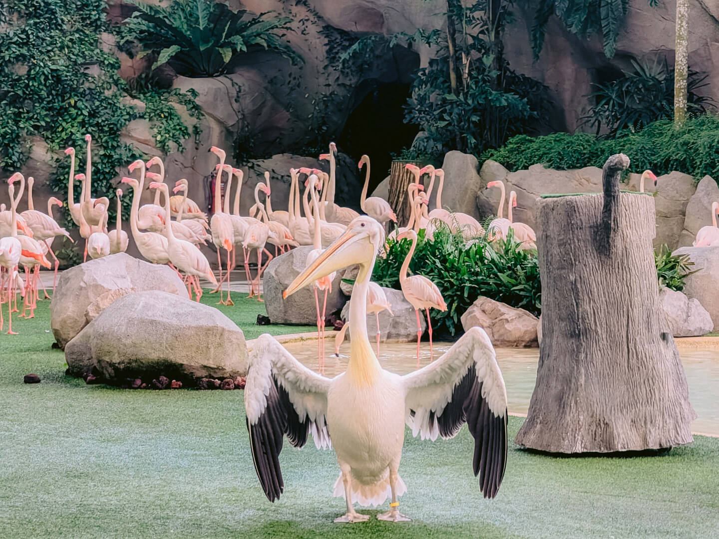 Bird Paradise - Singapore Insiders 2025 - Mandai