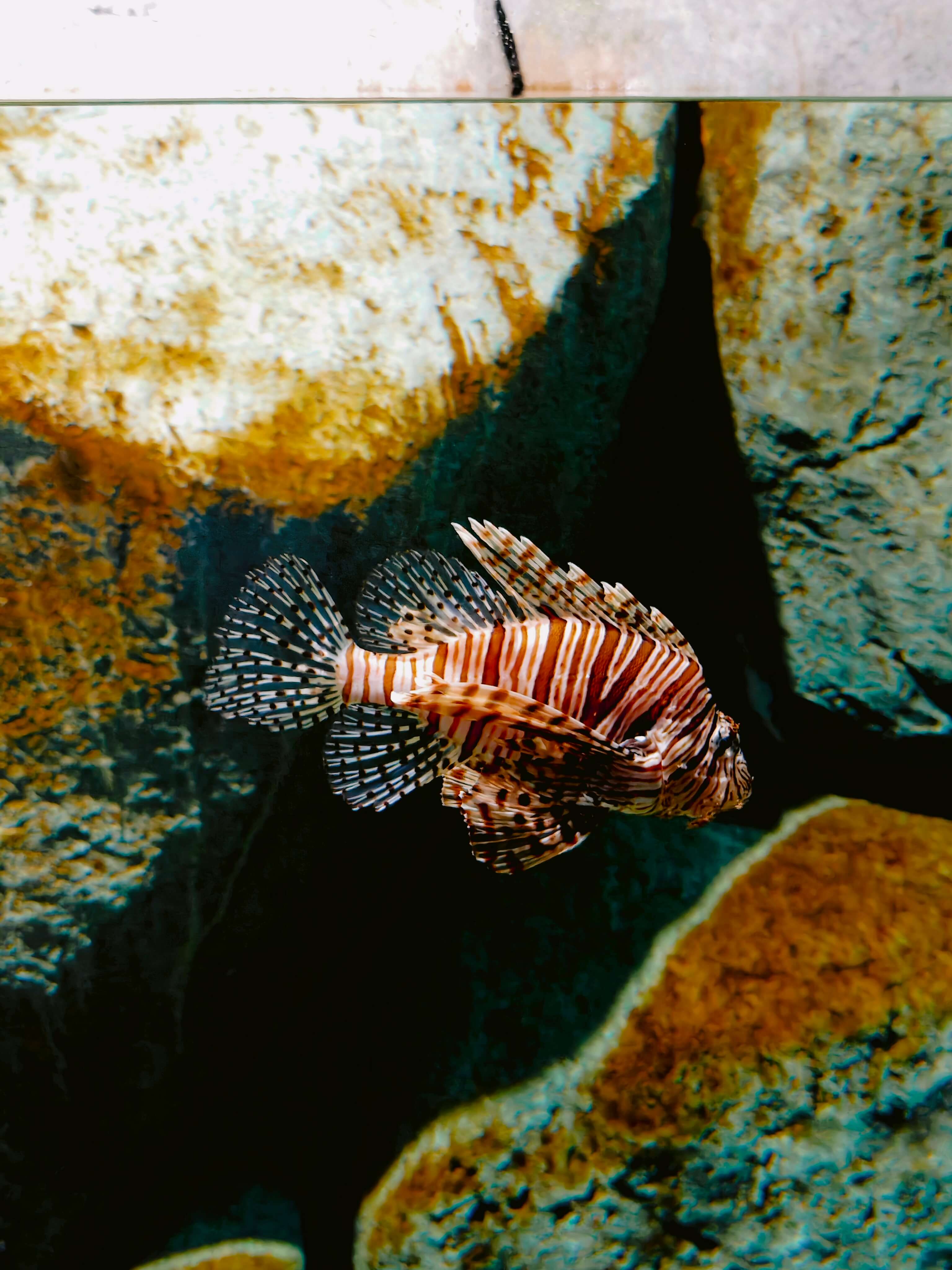 Singapore Oceanarium