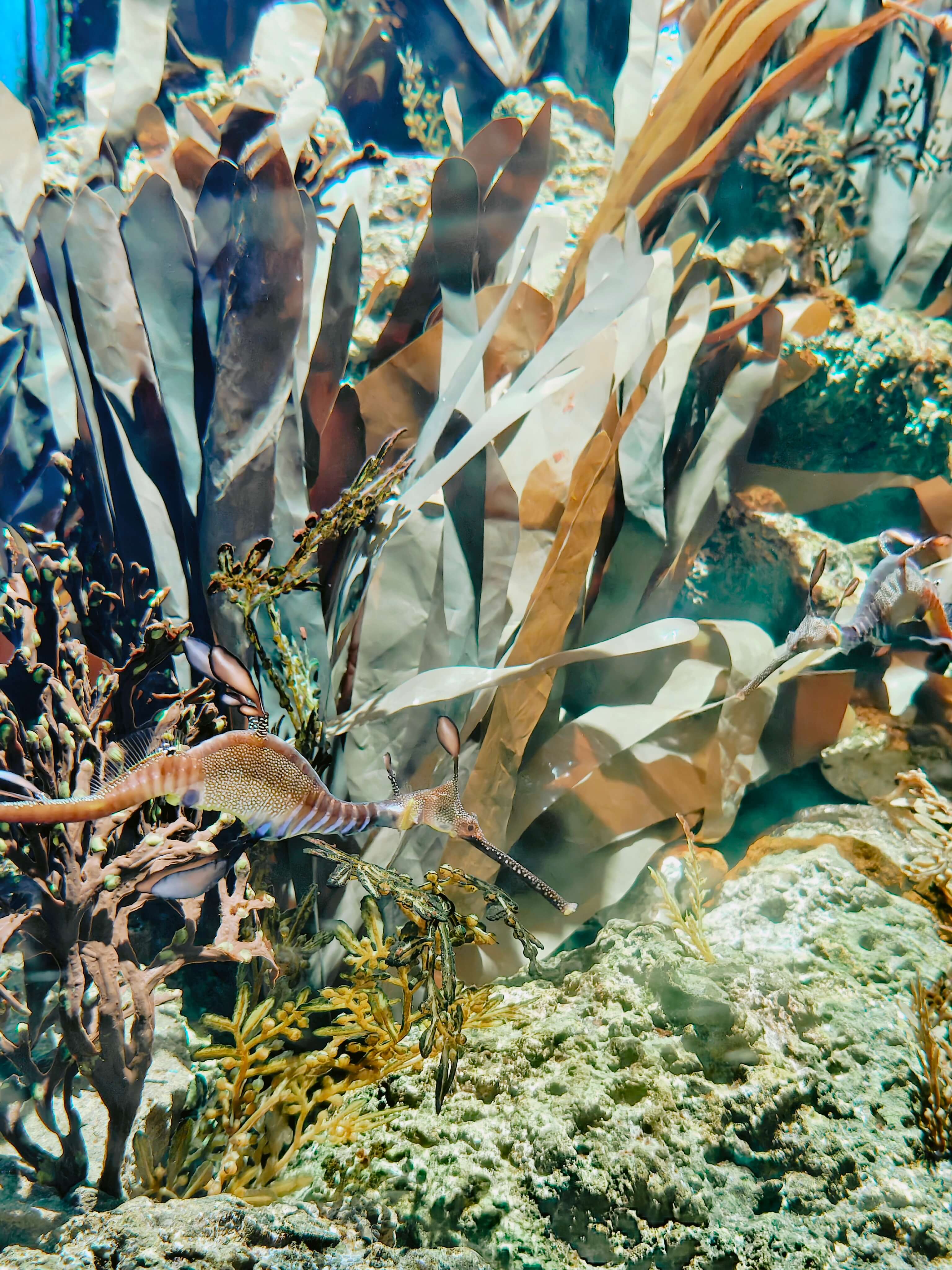 Singapore Oceanarium