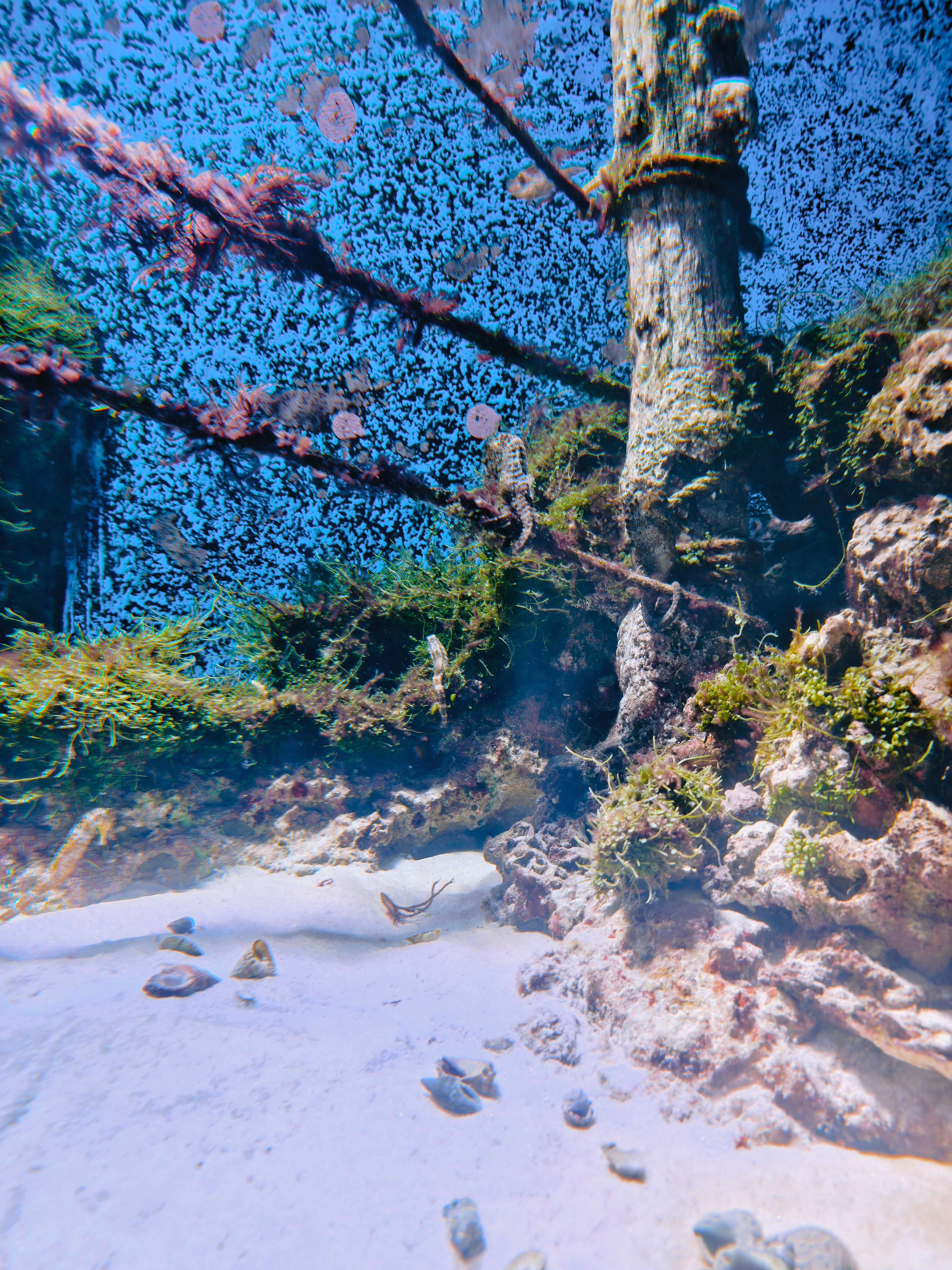 Singapore Oceanarium
