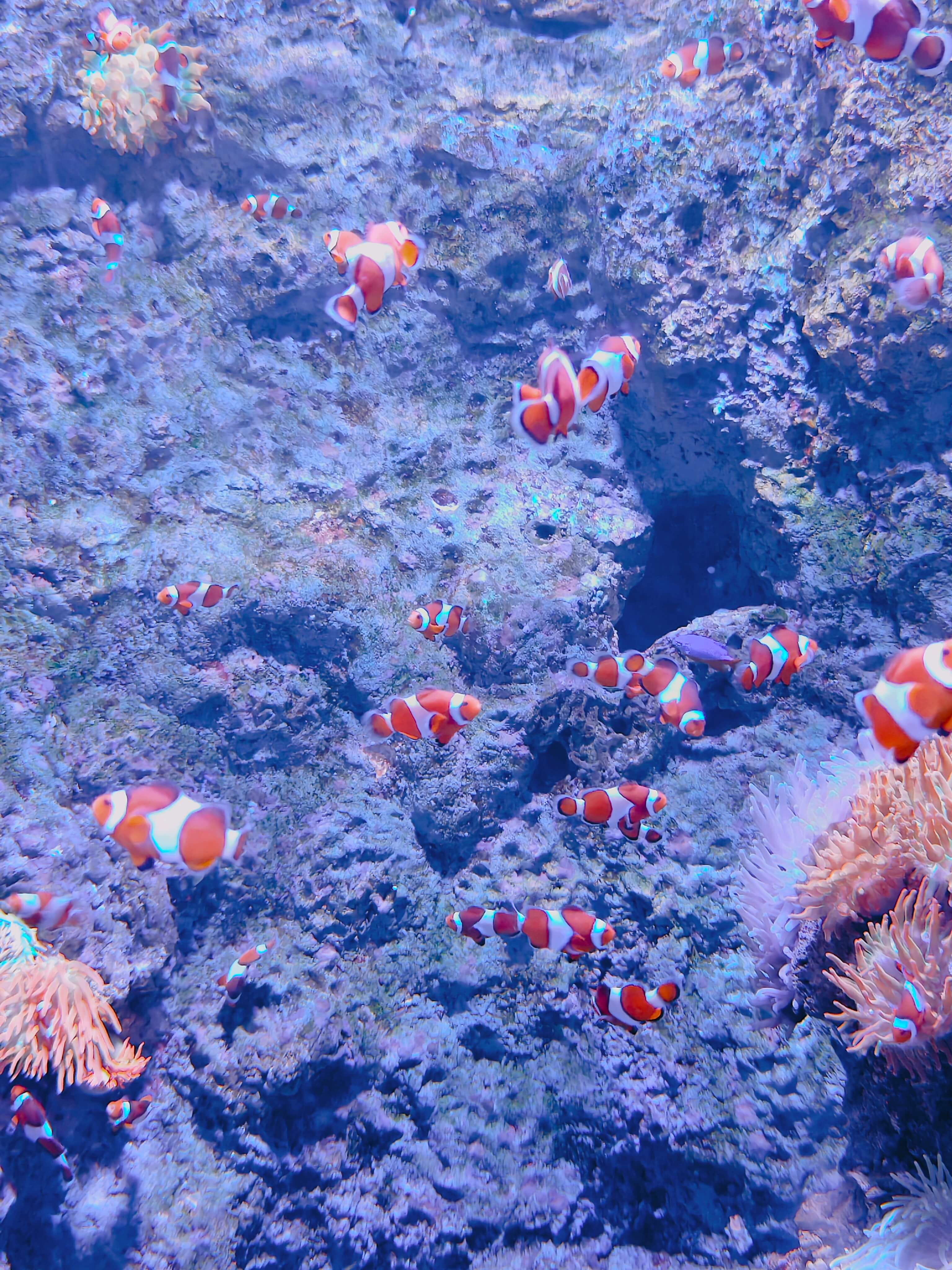 Singapore Oceanarium