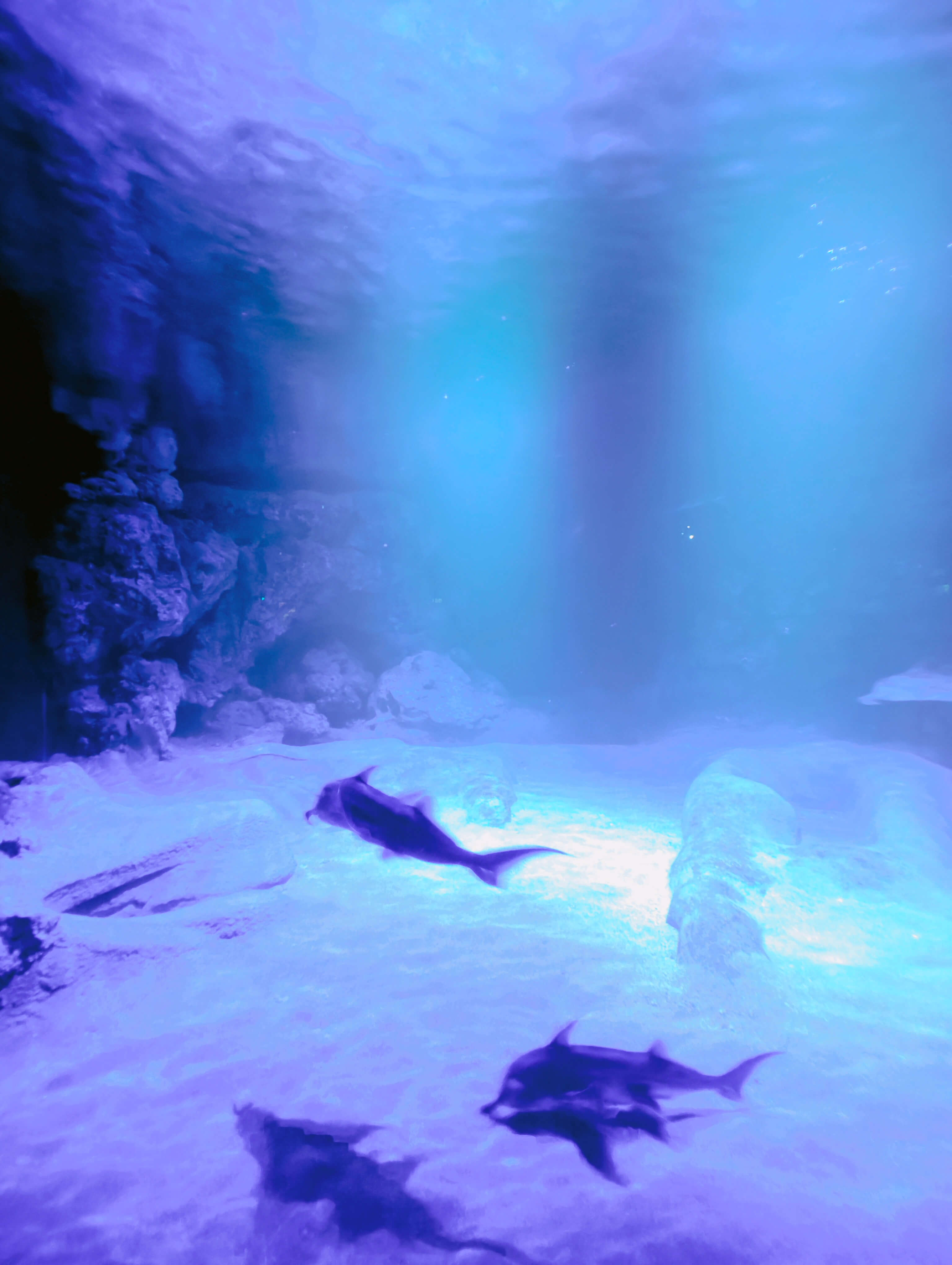 Singapore Oceanarium