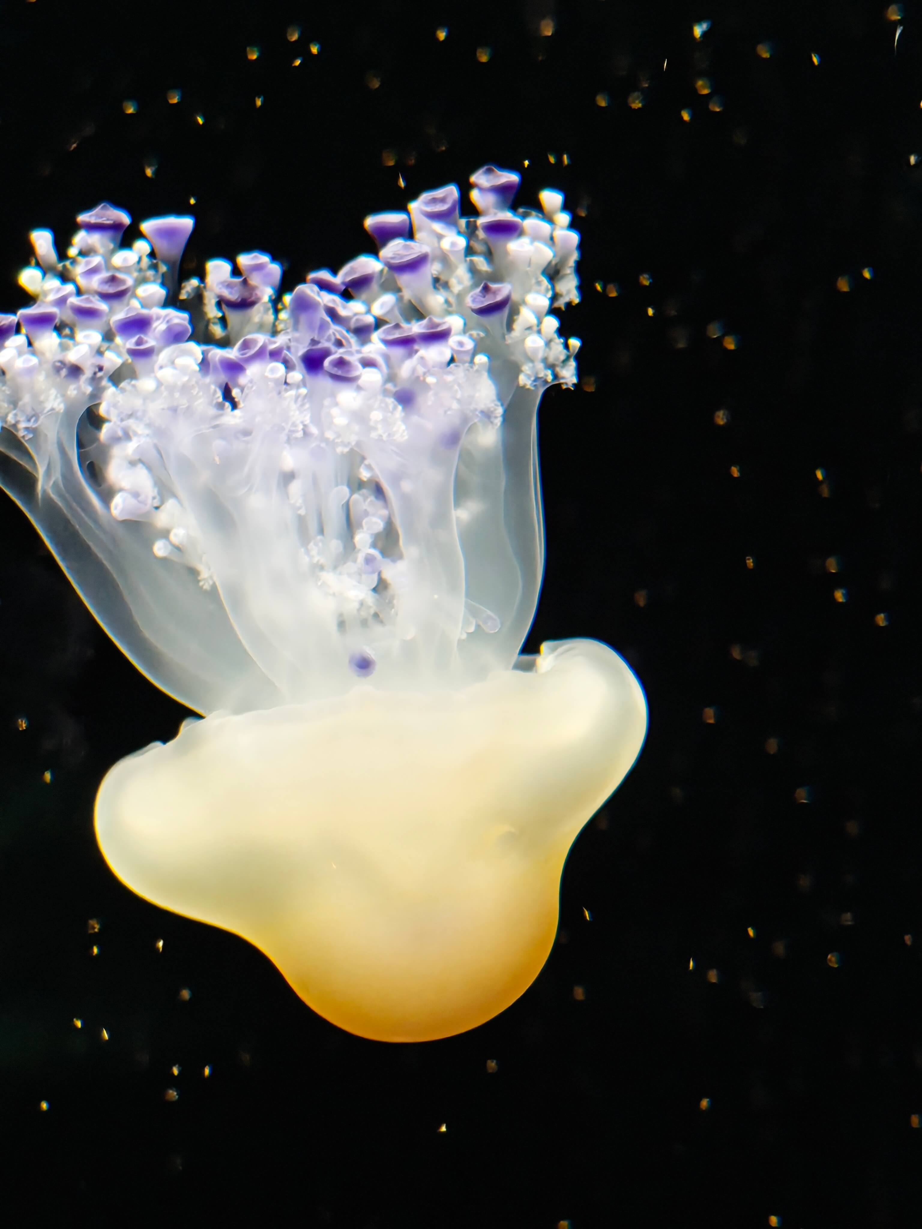 Singapore Oceanarium