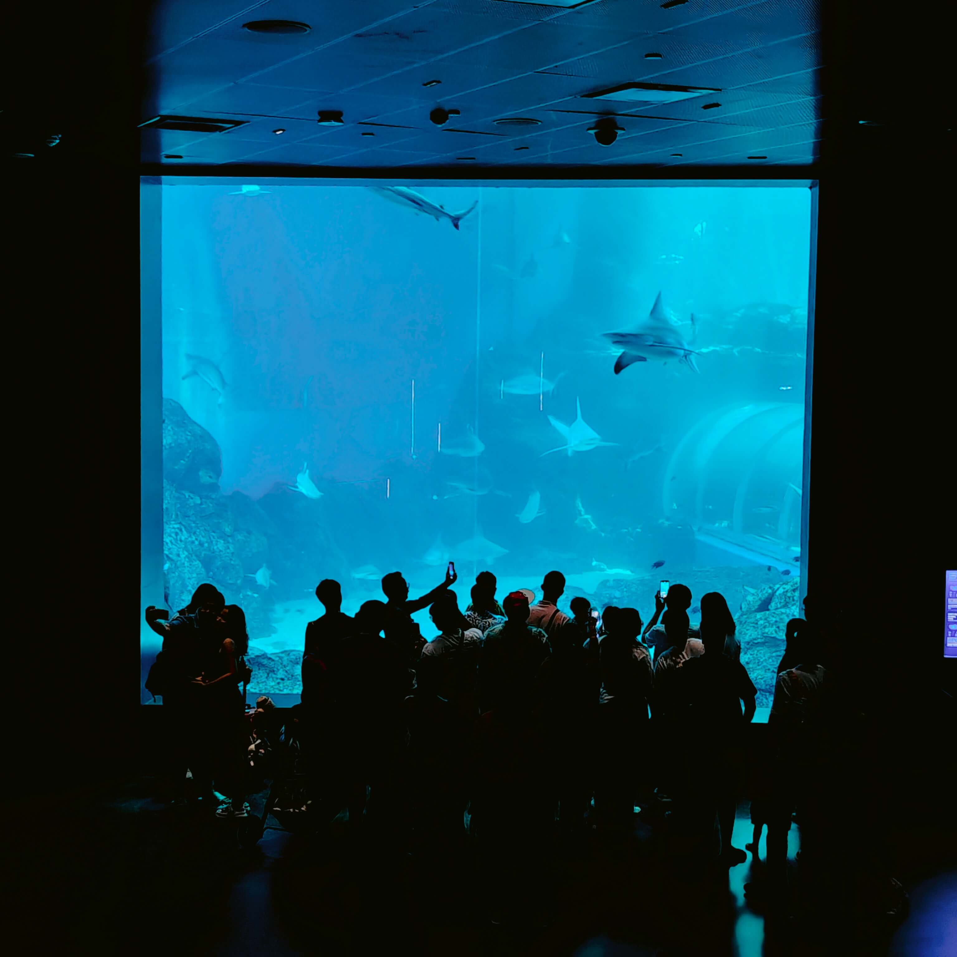 Singapore Oceanarium