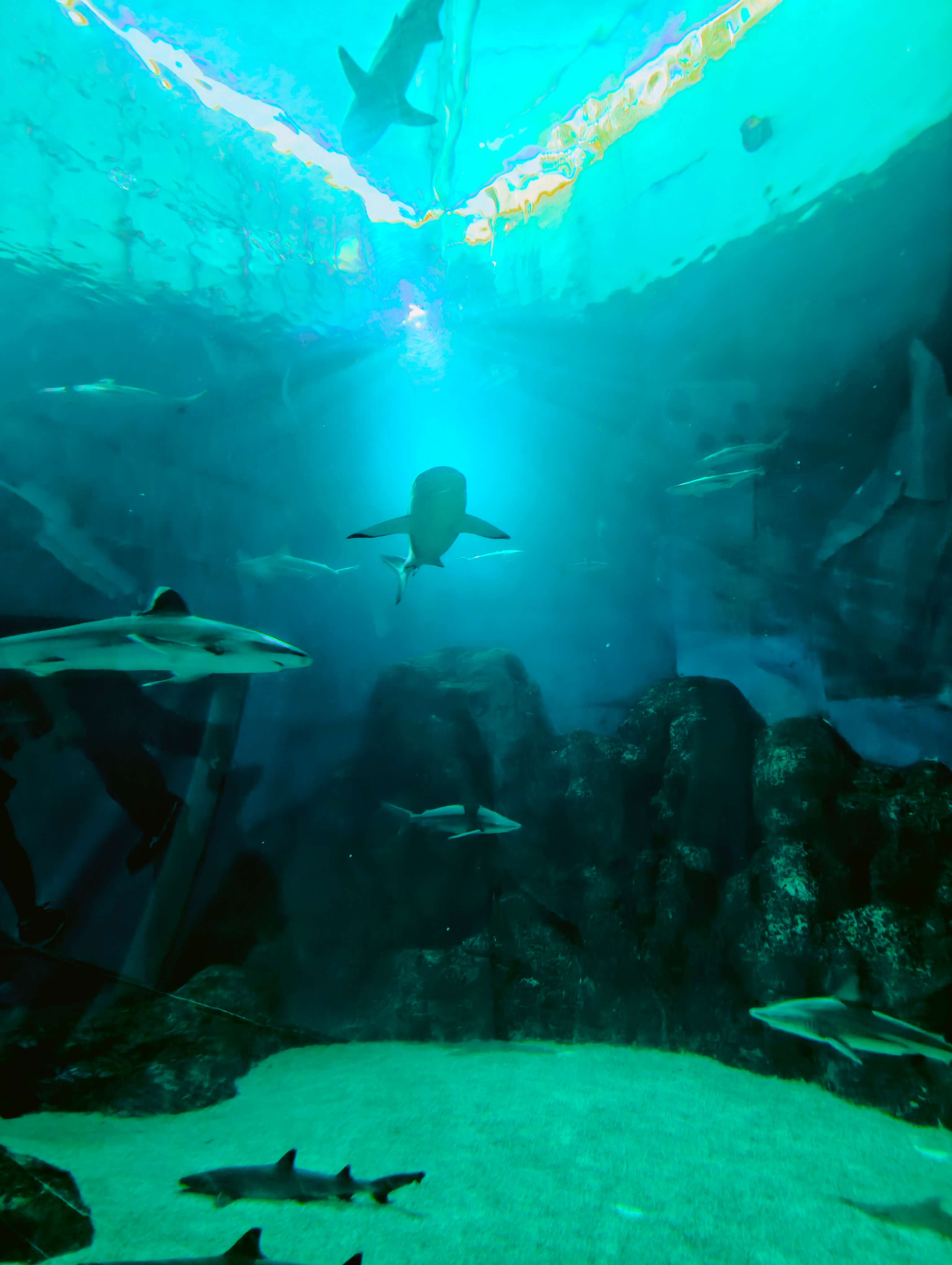 Singapore Oceanarium