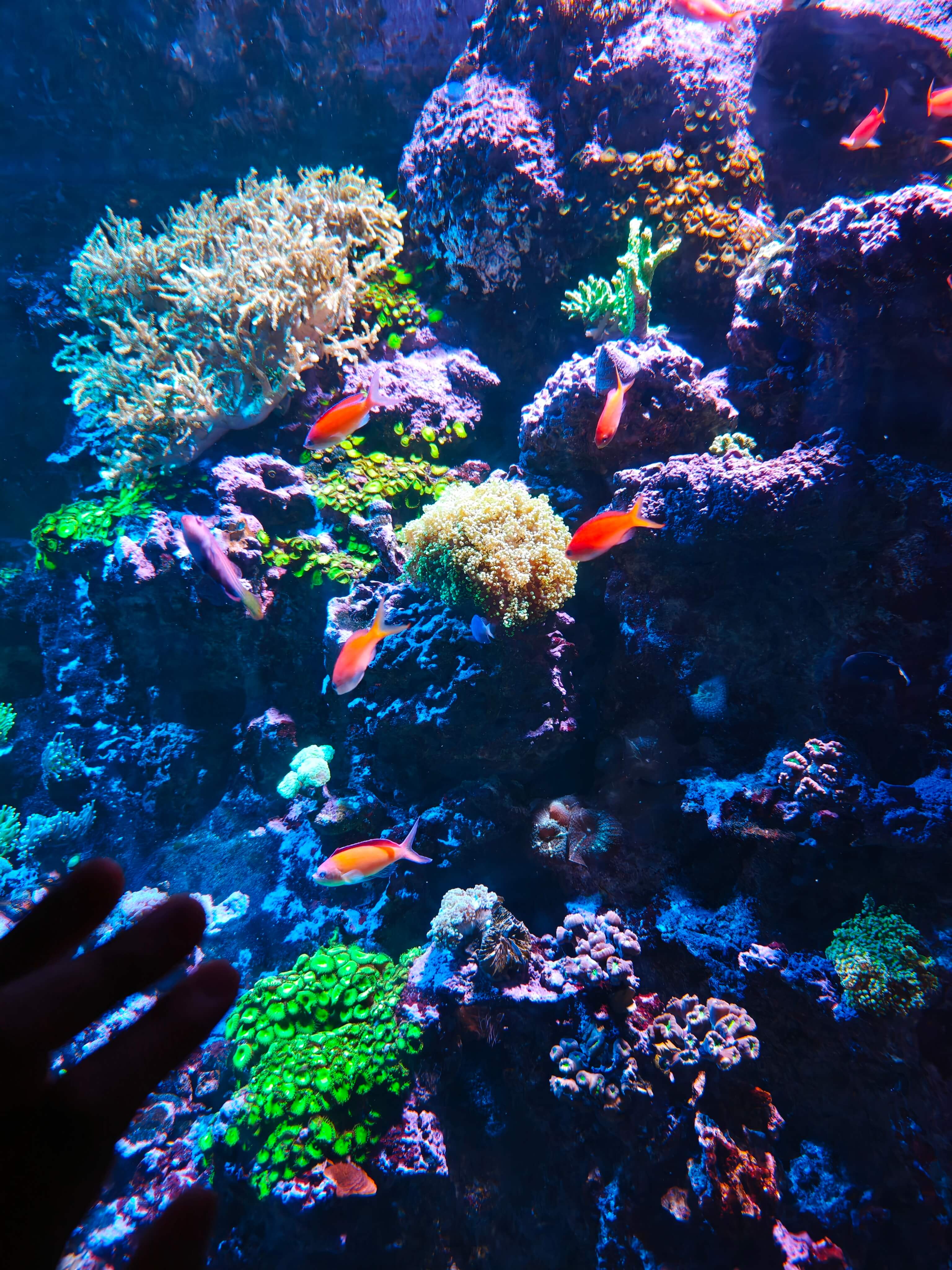 Singapore Oceanarium