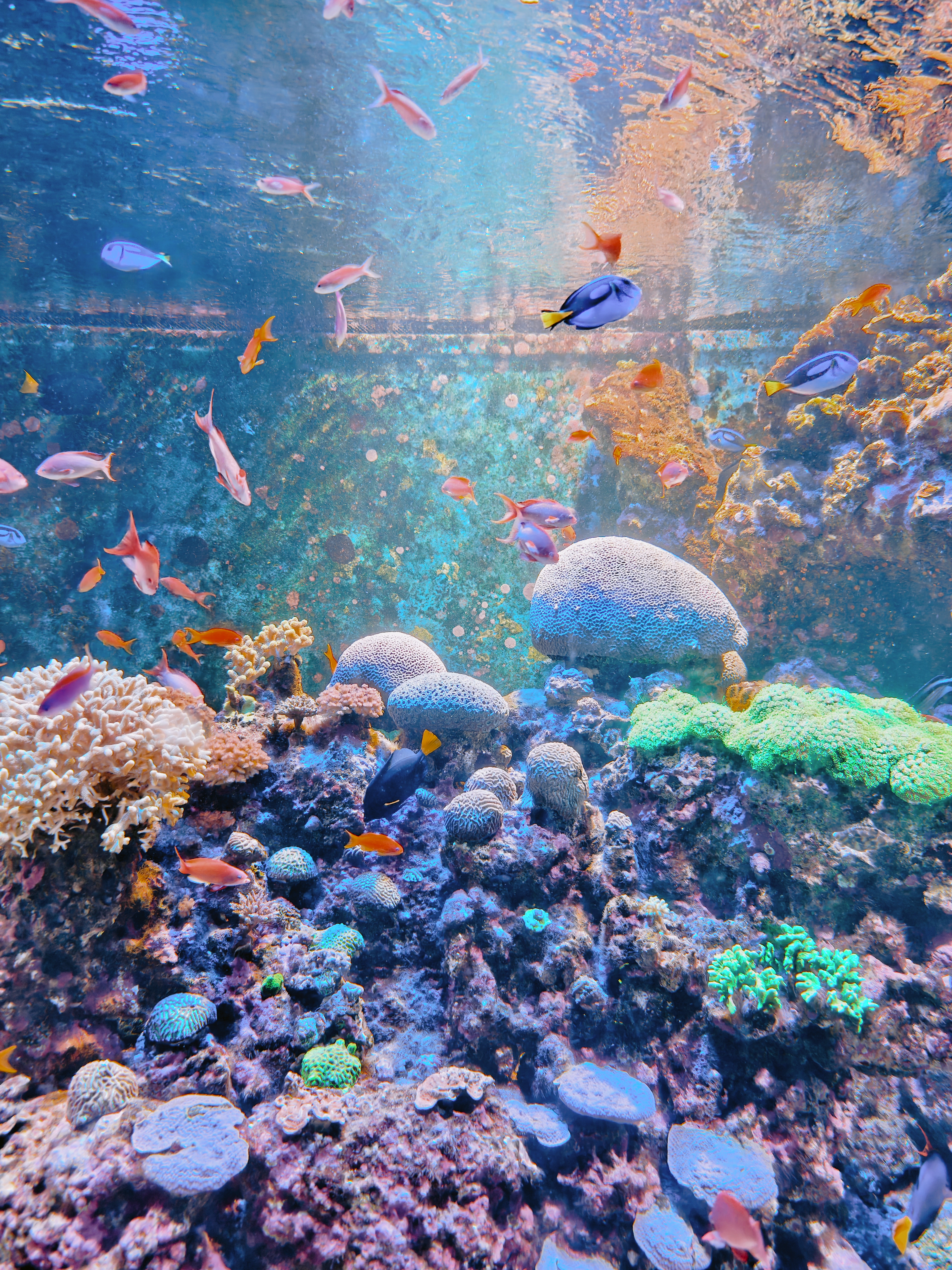 Singapore Oceanarium